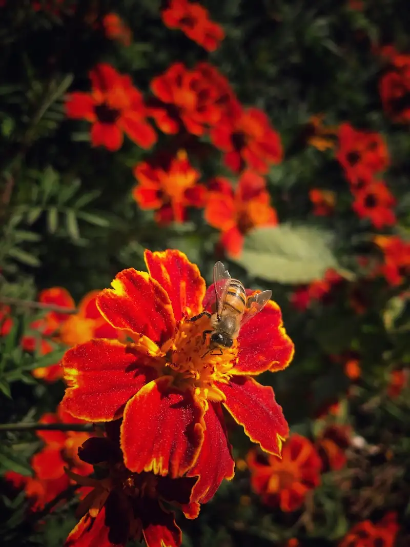 Klaris Kids gummy bottle next to a marigold flower, the natural source of lutein and zeaxanthin