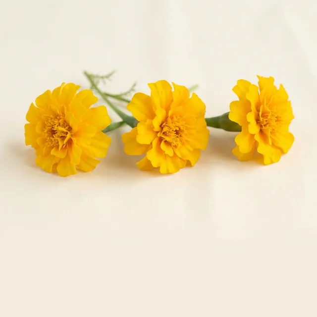 Macular Carotenoid Trio